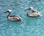 pelicans